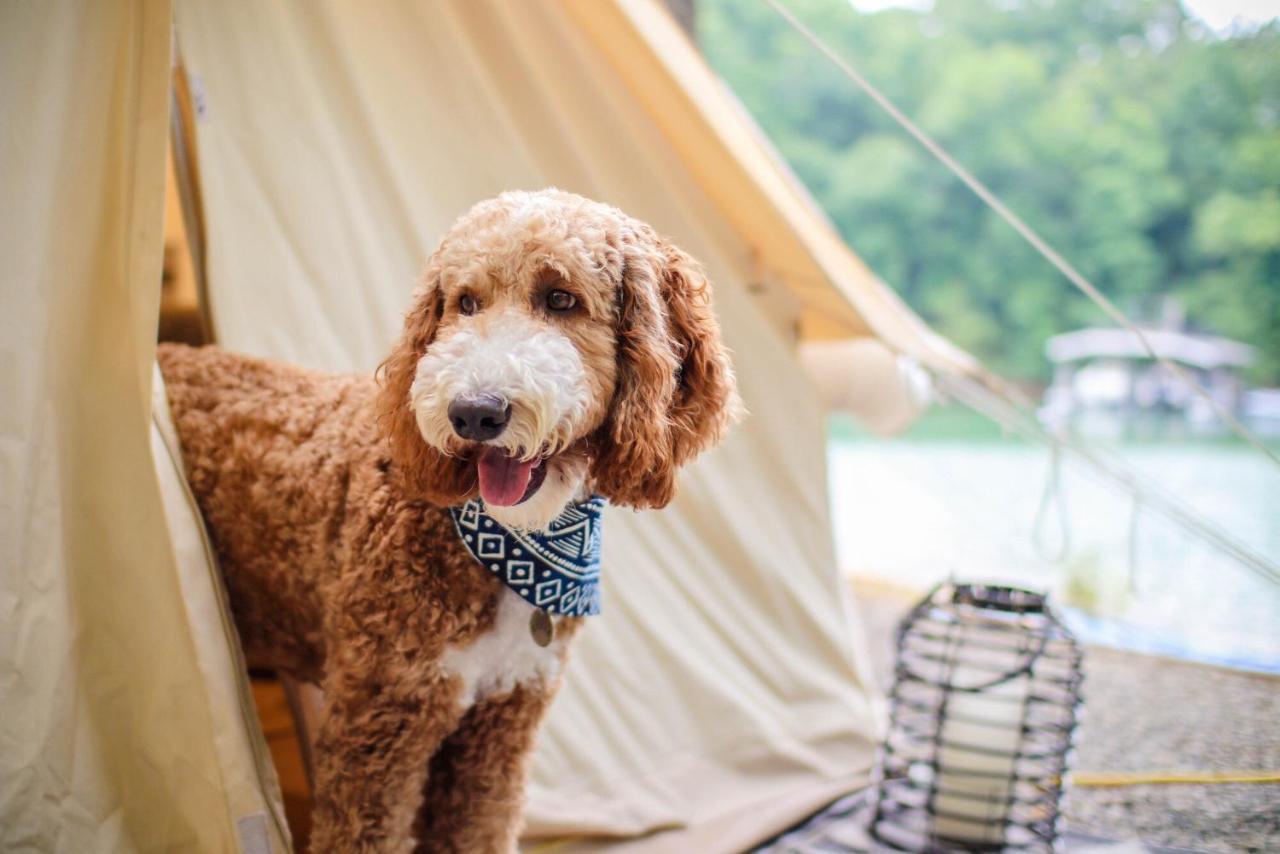 فندق Timberline Glamping At Unicoi State Park هيلين المظهر الخارجي الصورة